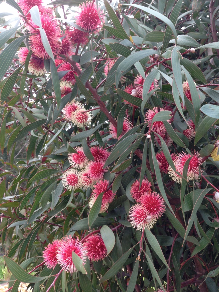 hakea in full bloom for the first time.